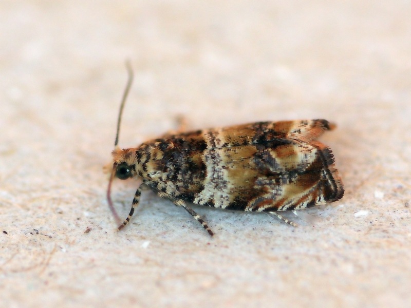 Celypha cespitana, Tortricidae